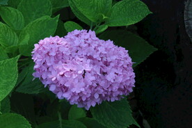 绣球花  