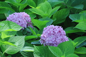 绣球花 