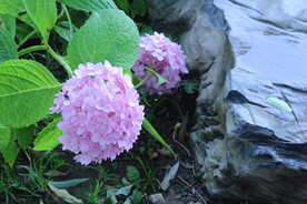 绣球花 