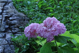 绣球花  