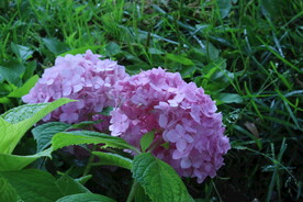 绣球花 