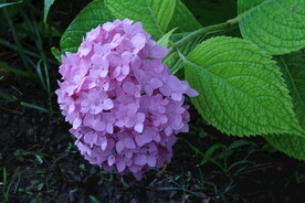 绣球花 
