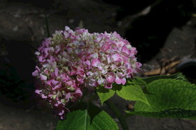 绣球花 
