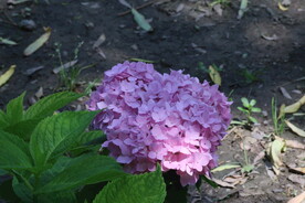 绣球花  