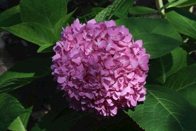 绣球花  