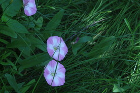 田旋花 