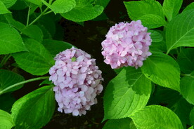 绣球花  