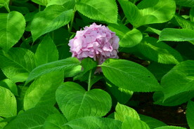 绣球花  
