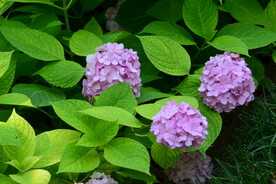 绣球花  
