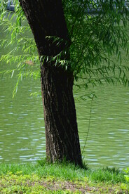 公园风景  