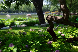 公园风景  