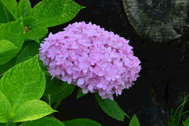 绣球花 