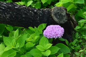 绣球花  