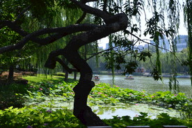 公园风景  