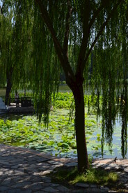 公园风景 