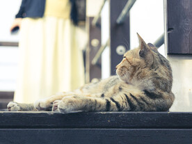 可爱猫