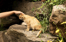 抚摸橘猫