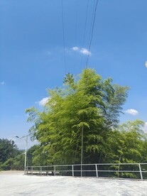 竹林
