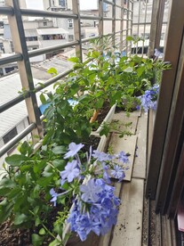 蓝雪花