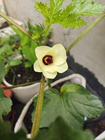 秋葵花