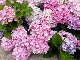 绣球花