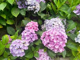 绣球花