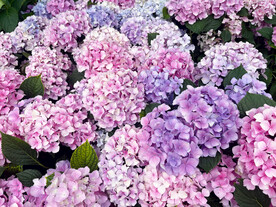绣球花