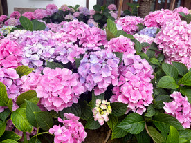 绣球花