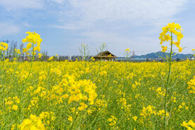 油菜花