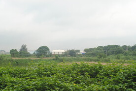 杂草地