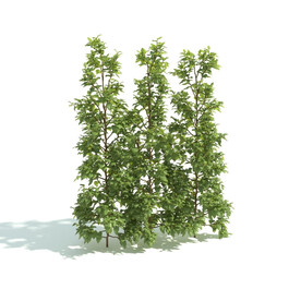 C4D模型 绿色植物