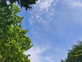 绿叶兰天