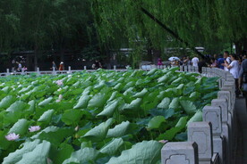 公园风景  