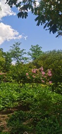 公园风景  