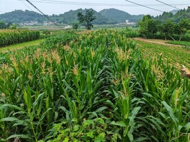 田野玉米地