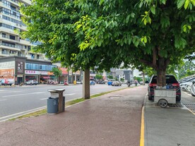 街道大树
