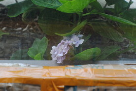 绣球花