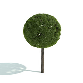 C4D模型 绿色植物 