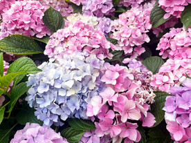 绣球花