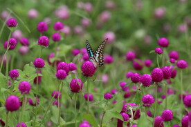 花丛中的蝴蝶