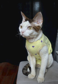 小猫德文