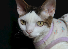 小猫德文