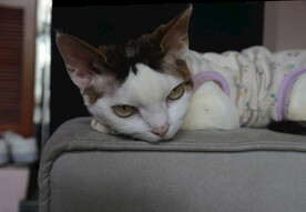 小猫德文