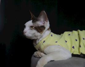 小猫德文
