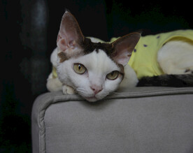 小猫德文