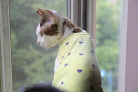 小猫德文