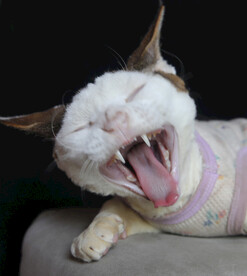 小猫德文