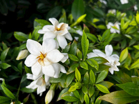 栀子花