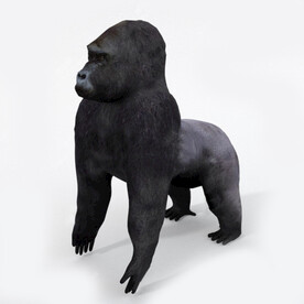 C4D模型 猩猩