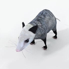 C4D模型 老鼠